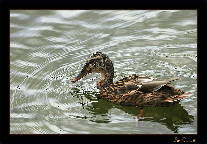 Mallard