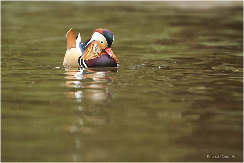 Canard mandarin mâle