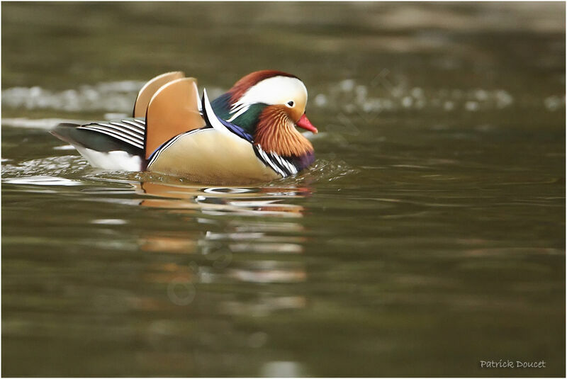 Canard mandarin