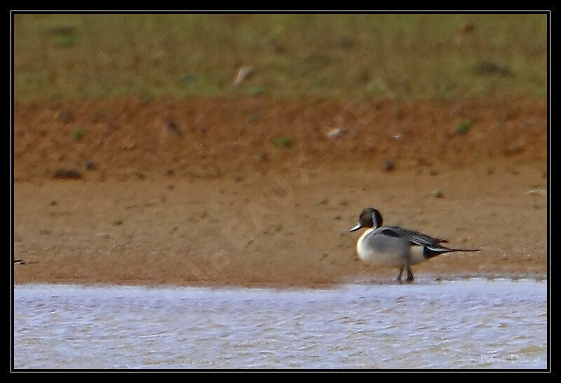 Canard pilet