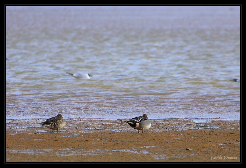 Northern Pintail