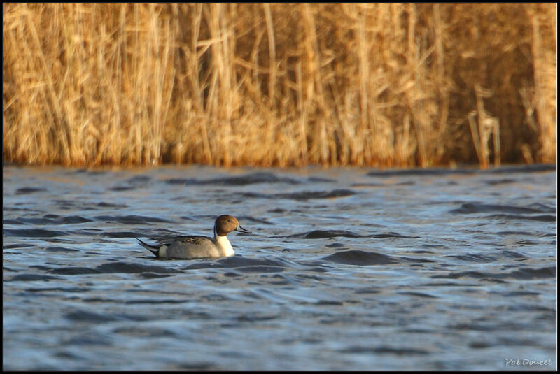 Canard pilet