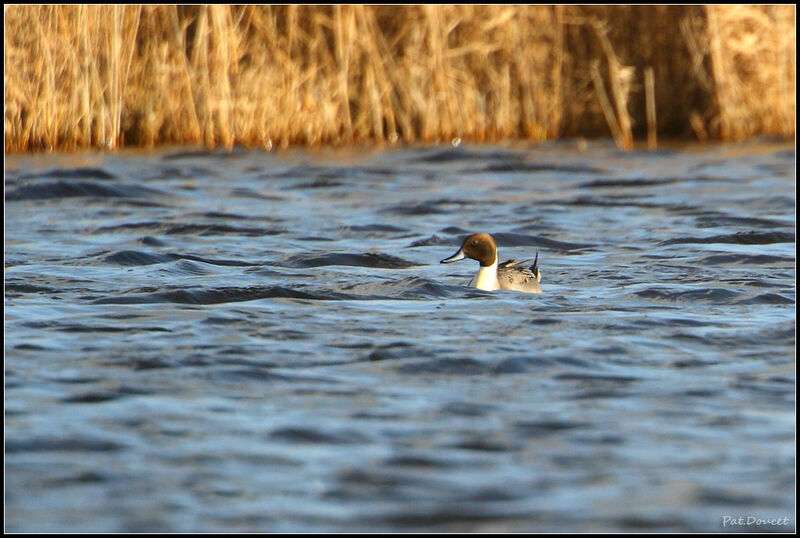 Northern Pintail