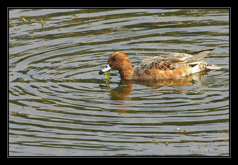 Eurasian Wigeon, identification