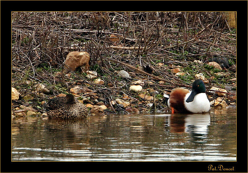 Northern Shoveler 