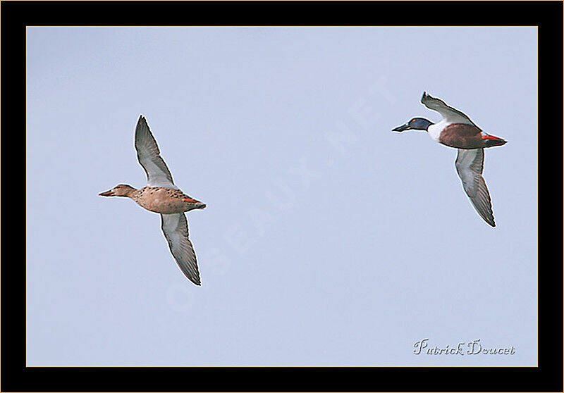 Northern Shoveler 