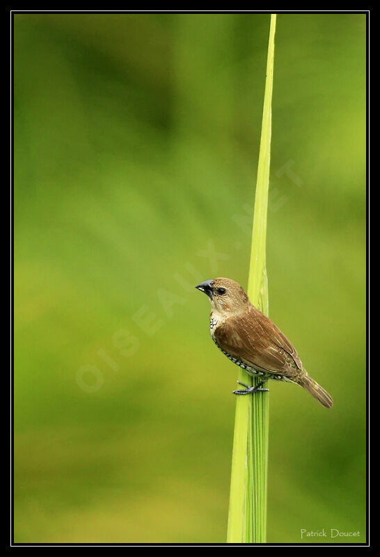 Scaly-breasted Munia