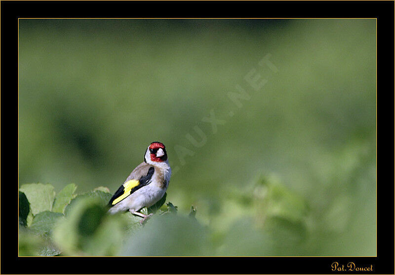 European Goldfinch