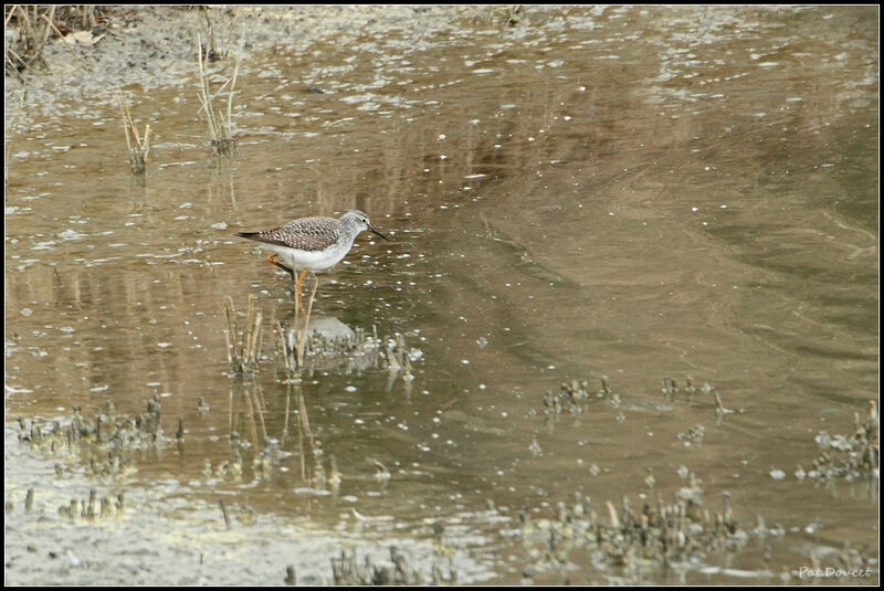 Lesser Yellowlegs