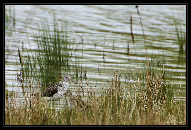 Common Greenshank