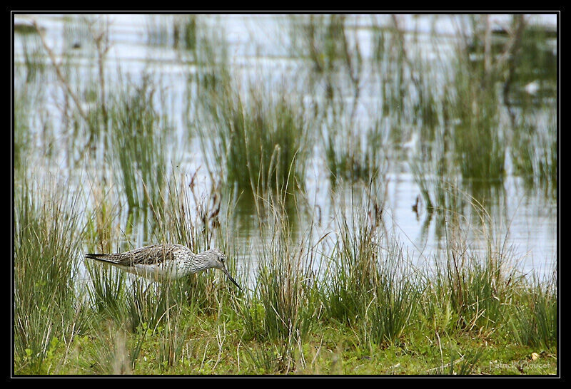 Common Greenshank