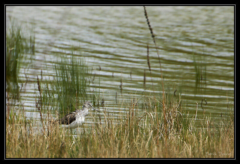 Common Greenshank