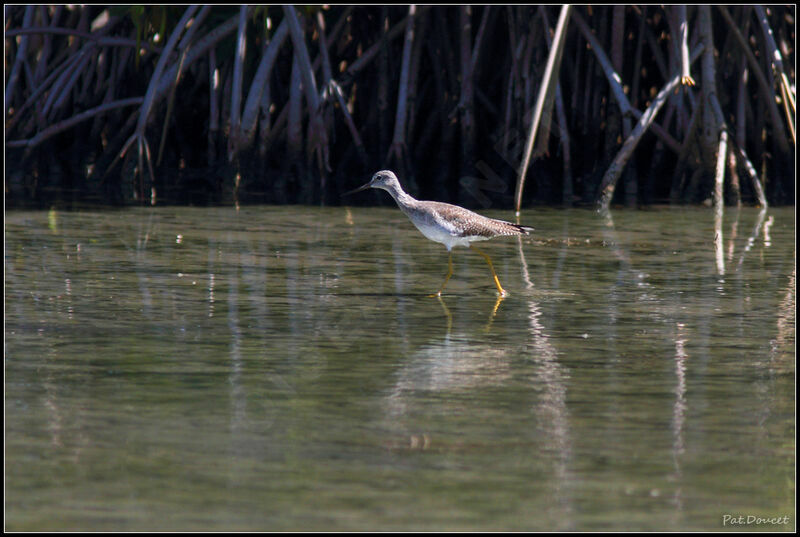 Greater Yellowlegs