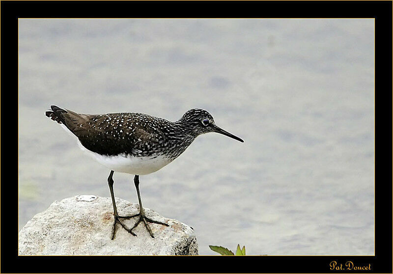 Green Sandpiper