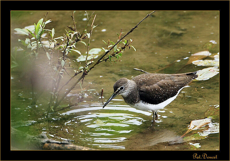 Green Sandpiper