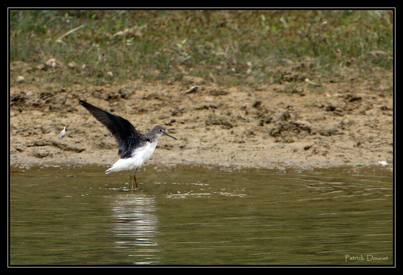 Green Sandpiper