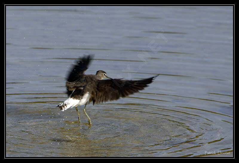 Green Sandpiper