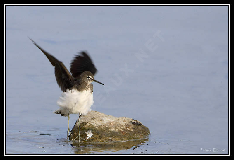 Green Sandpiper