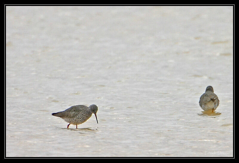 Common Redshank