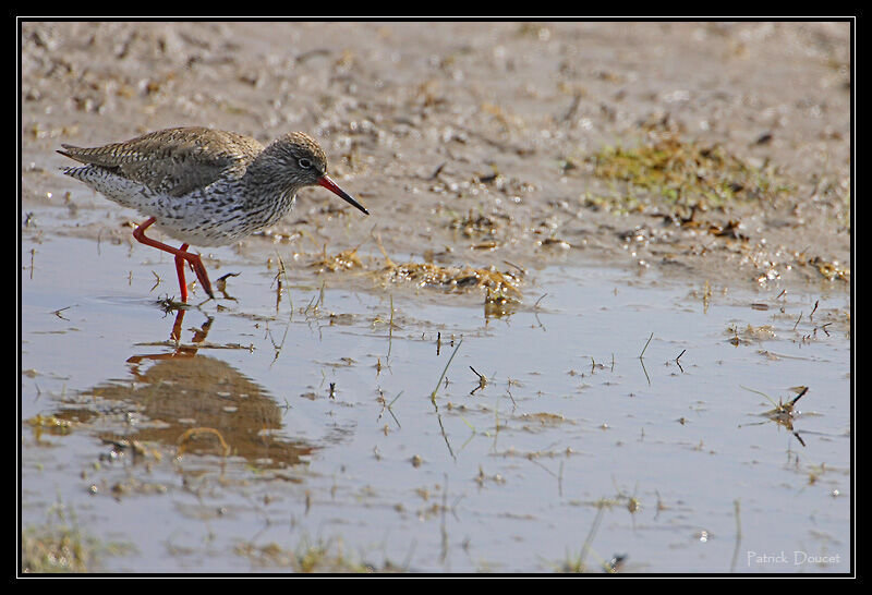 Common Redshank