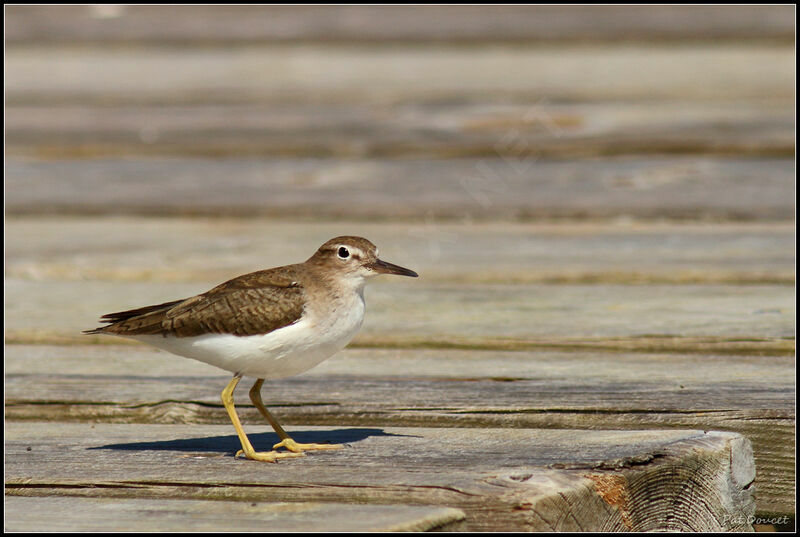 Spotted Sandpiper