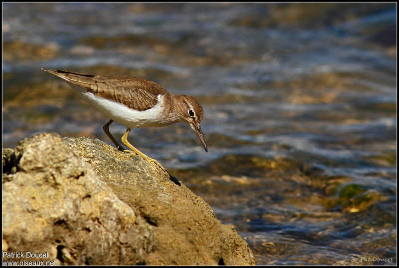 Chevalier griveléadulte internuptial, pêche/chasse