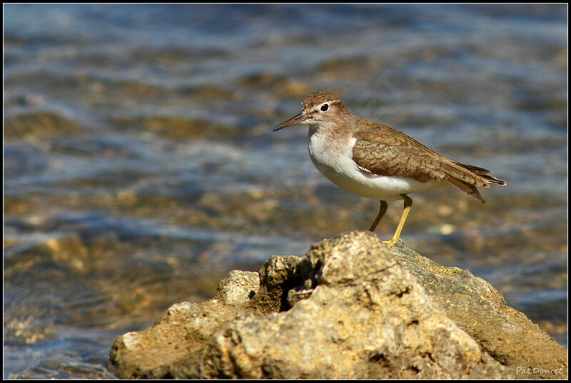 Spotted Sandpiper