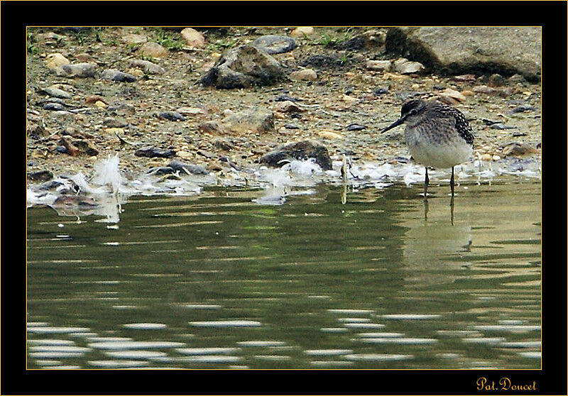 Wood Sandpiper