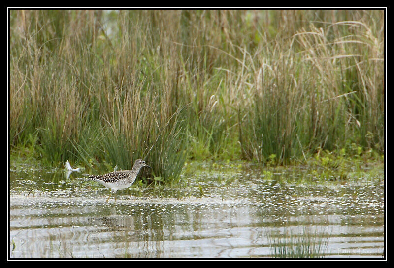 Wood Sandpiper