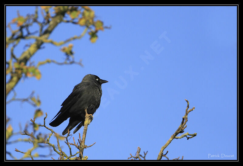 Western Jackdaw