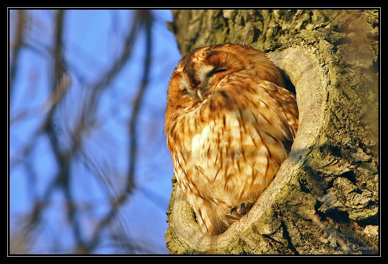 Tawny Owl