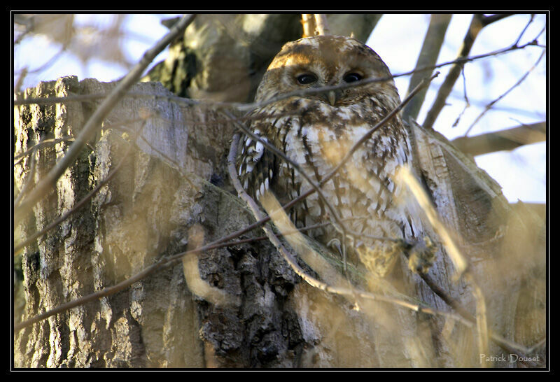 Tawny Owl