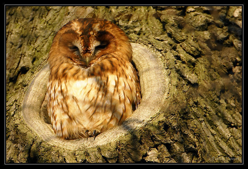 Tawny Owl