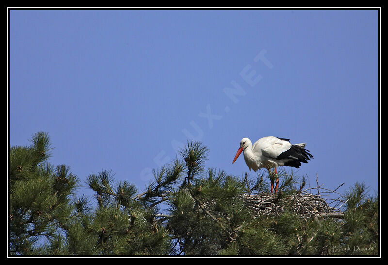 White Stork