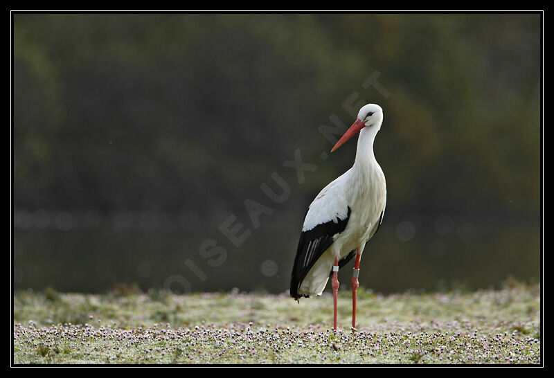 Cigogne blanche