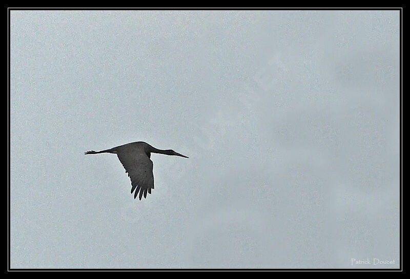 Black Stork