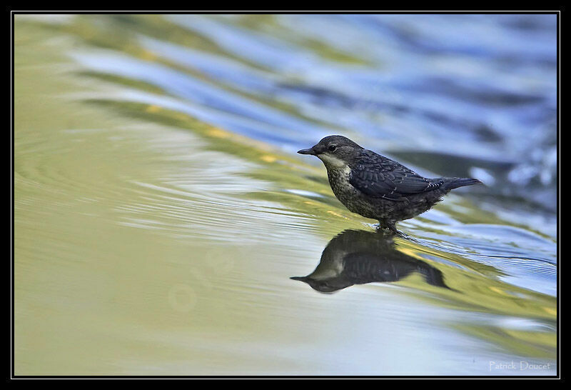 White-throated Dipperjuvenile