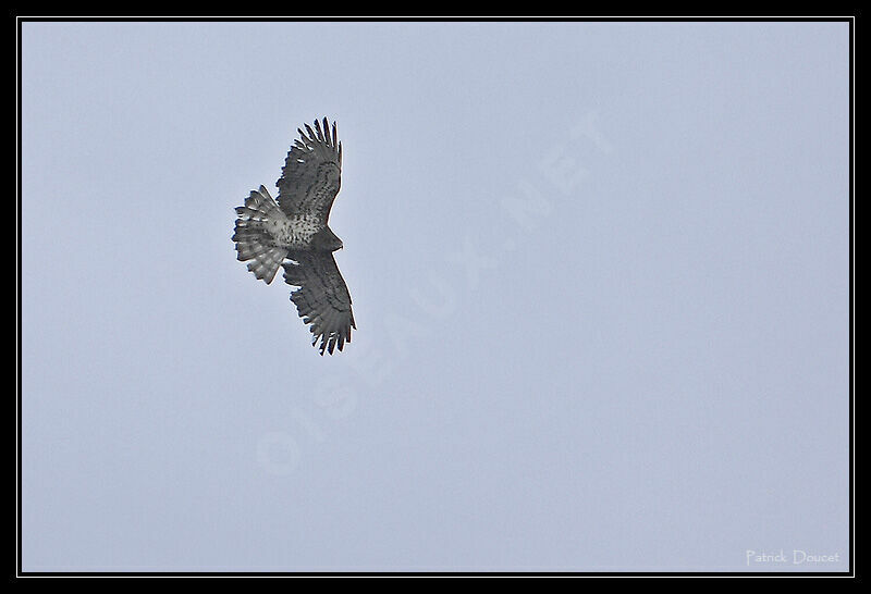 Short-toed Snake Eagle