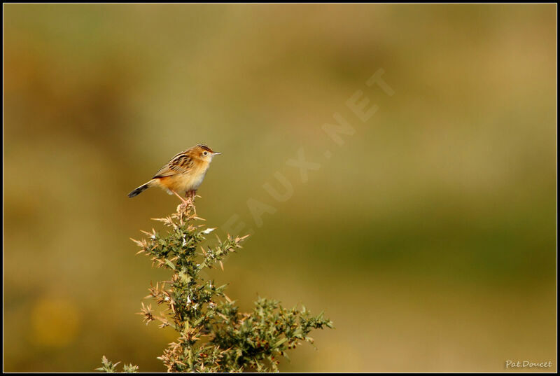 Zitting Cisticola