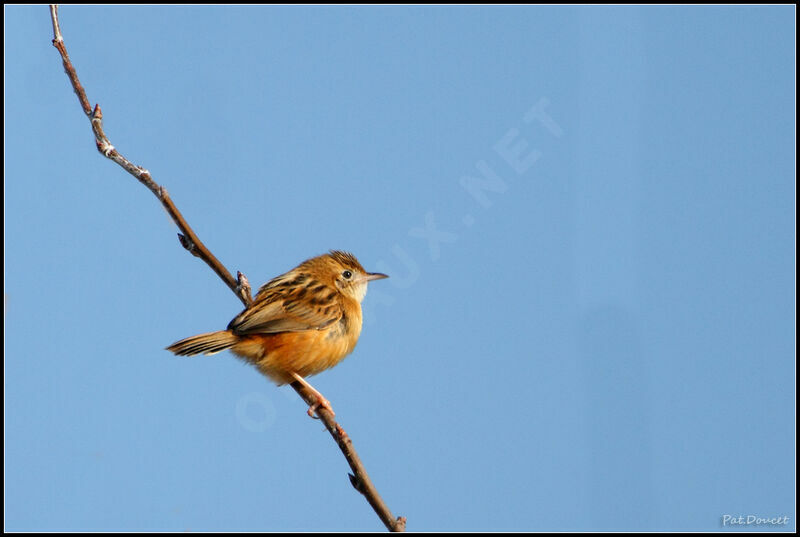 Zitting Cisticola