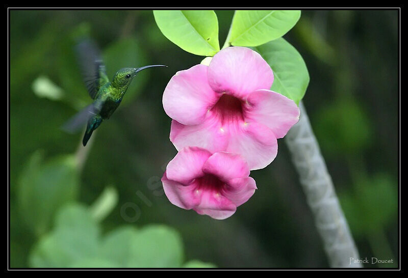 Green-throated Carib