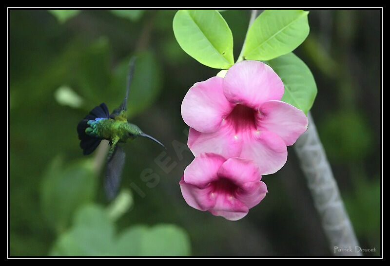 Green-throated Carib