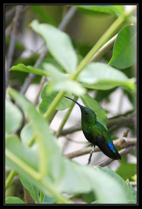 Colibri falle-vert