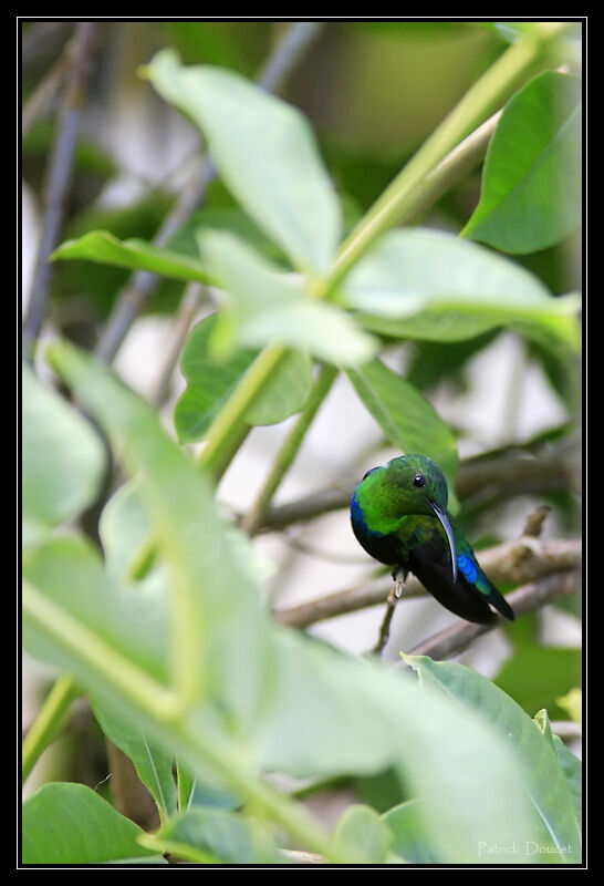 Green-throated Carib