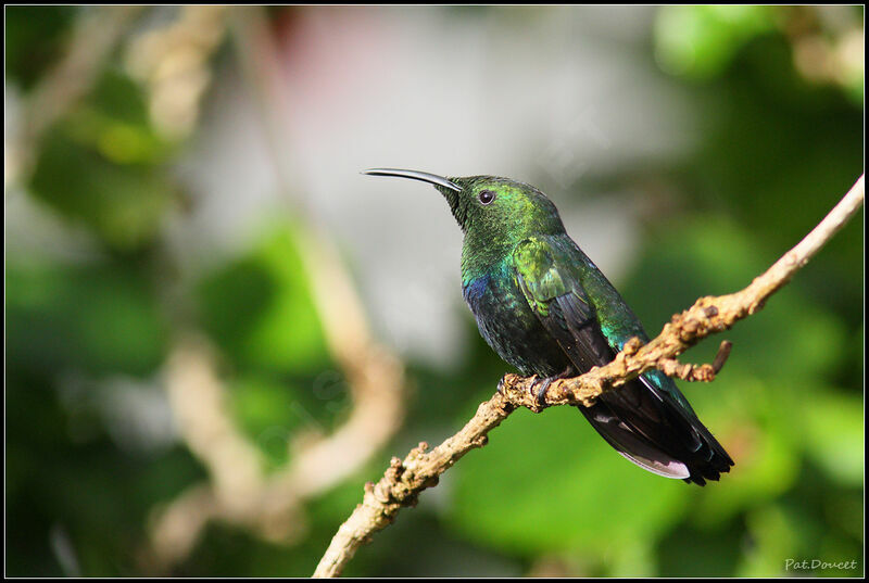 Green-throated Carib