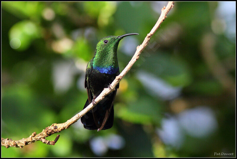 Green-throated Carib