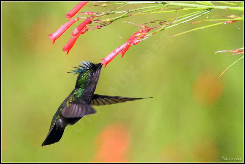 Colibri huppé