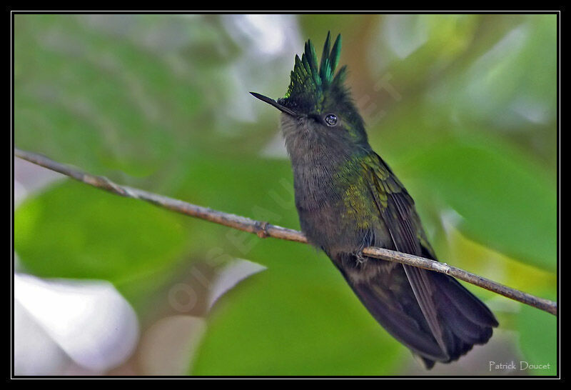 Colibri huppé