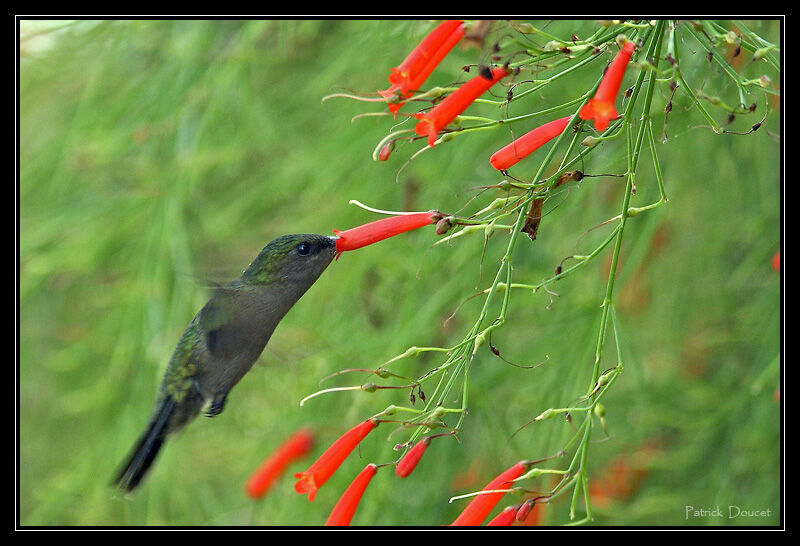 Colibri huppé