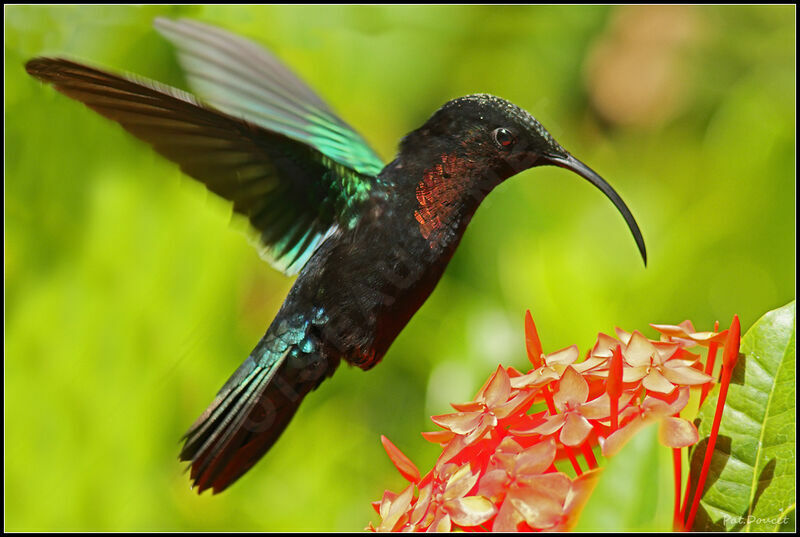 Purple-throated Carib